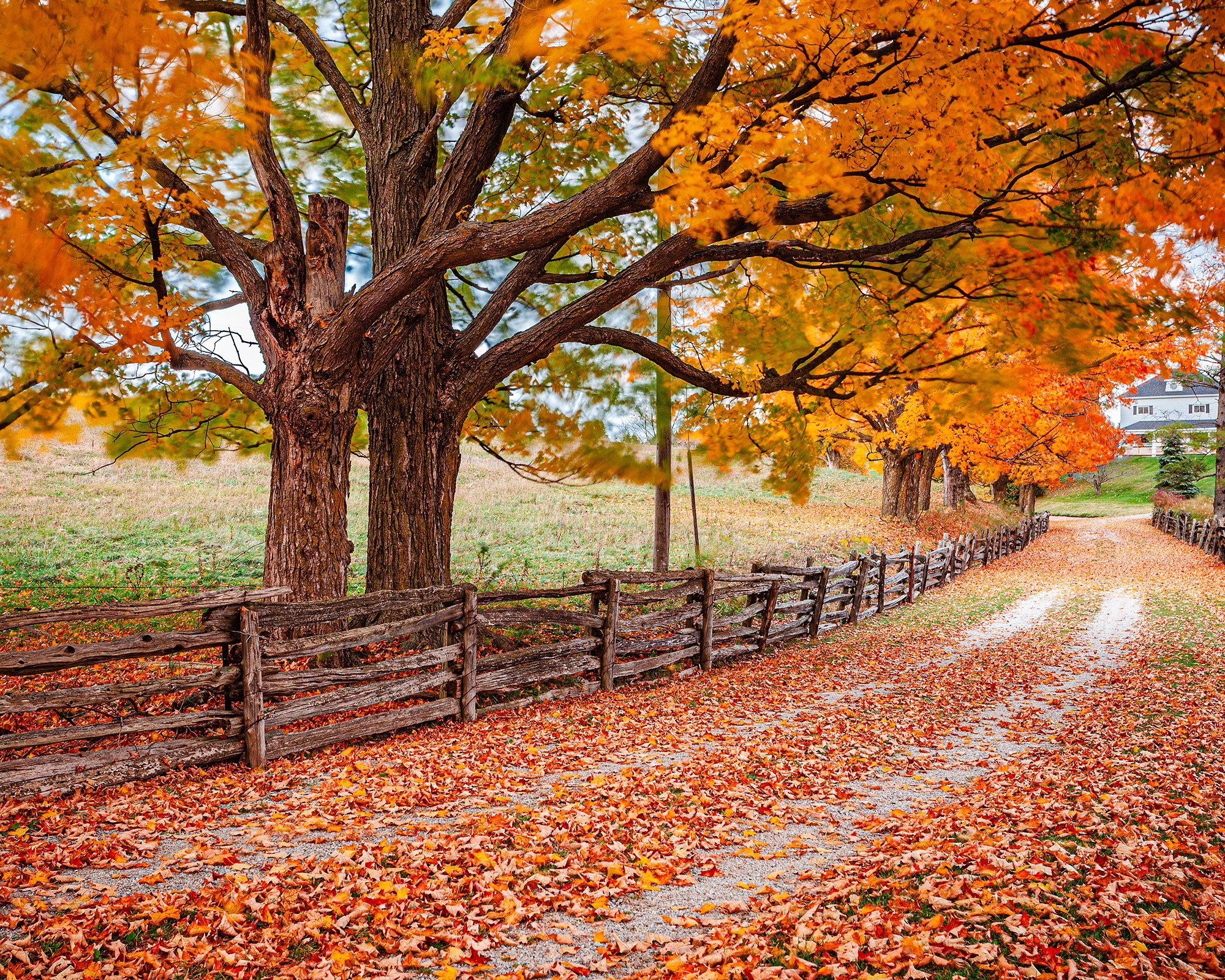 Autumn I Fine Art Print